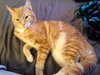 Cooper