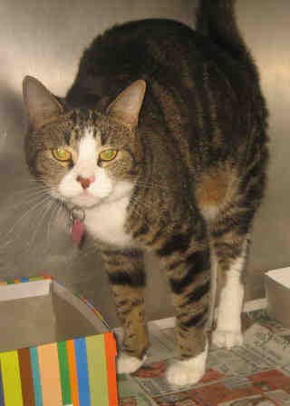 Bella (cat)
