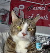 Bella (cat)