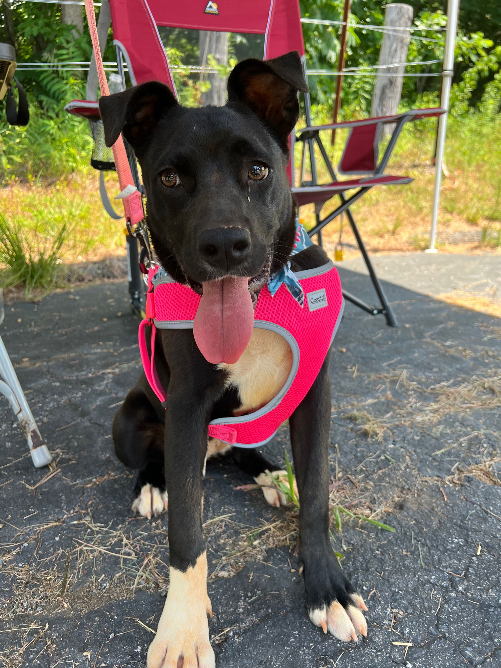 adoptable Dog in Roaring River, NC named Blossom