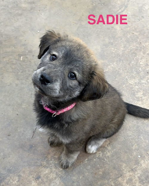 Sadie