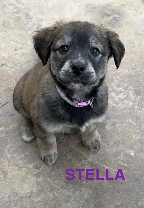 Stella