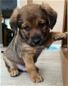 adoptable Dog in , NC named Duke
