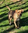 adoptable Dog in , NC named Daisy