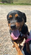 adoptable Dog in roaring river, NC named Roxie