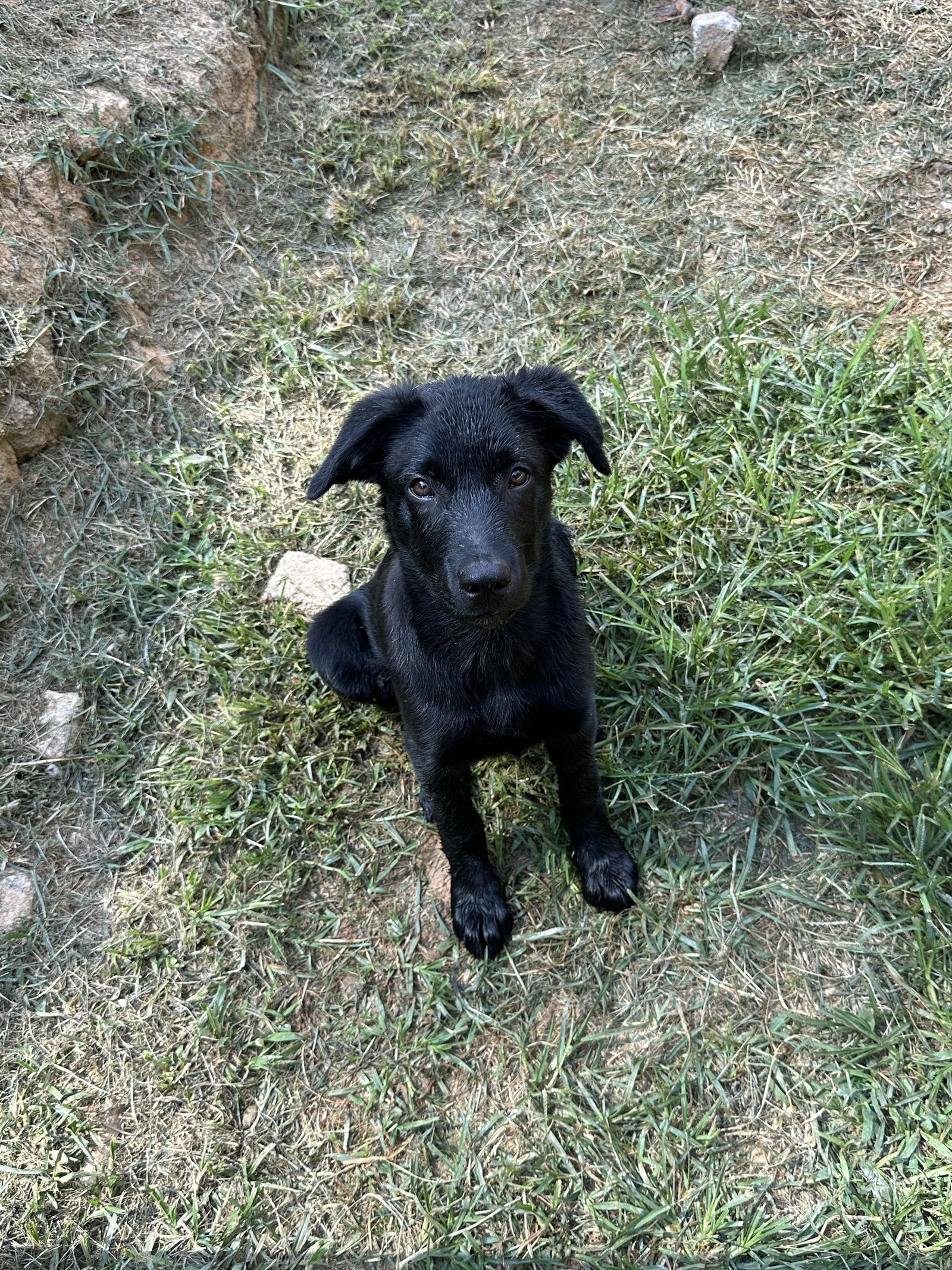 adoptable Dog in Roaring River, NC named Hank