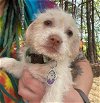 adoptable Dog in roaring river, NC named Whistle