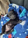 adoptable Dog in roaring river, NC named Shadow "Shady"