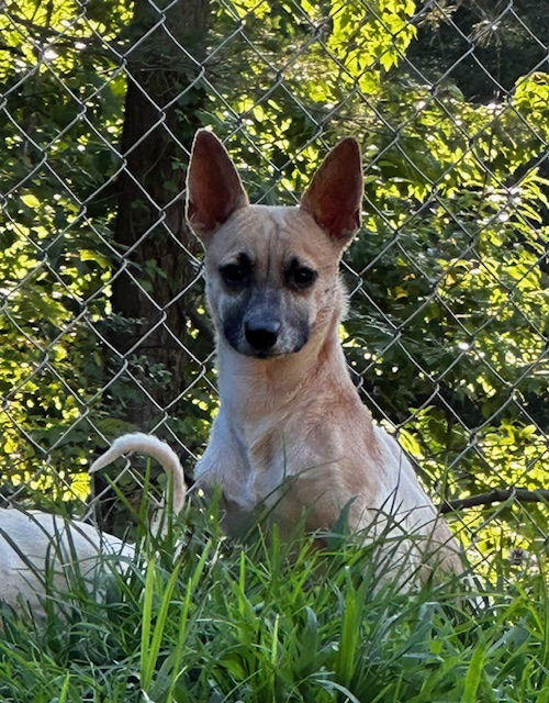 adoptable Dog in Roaring River, NC named Taz