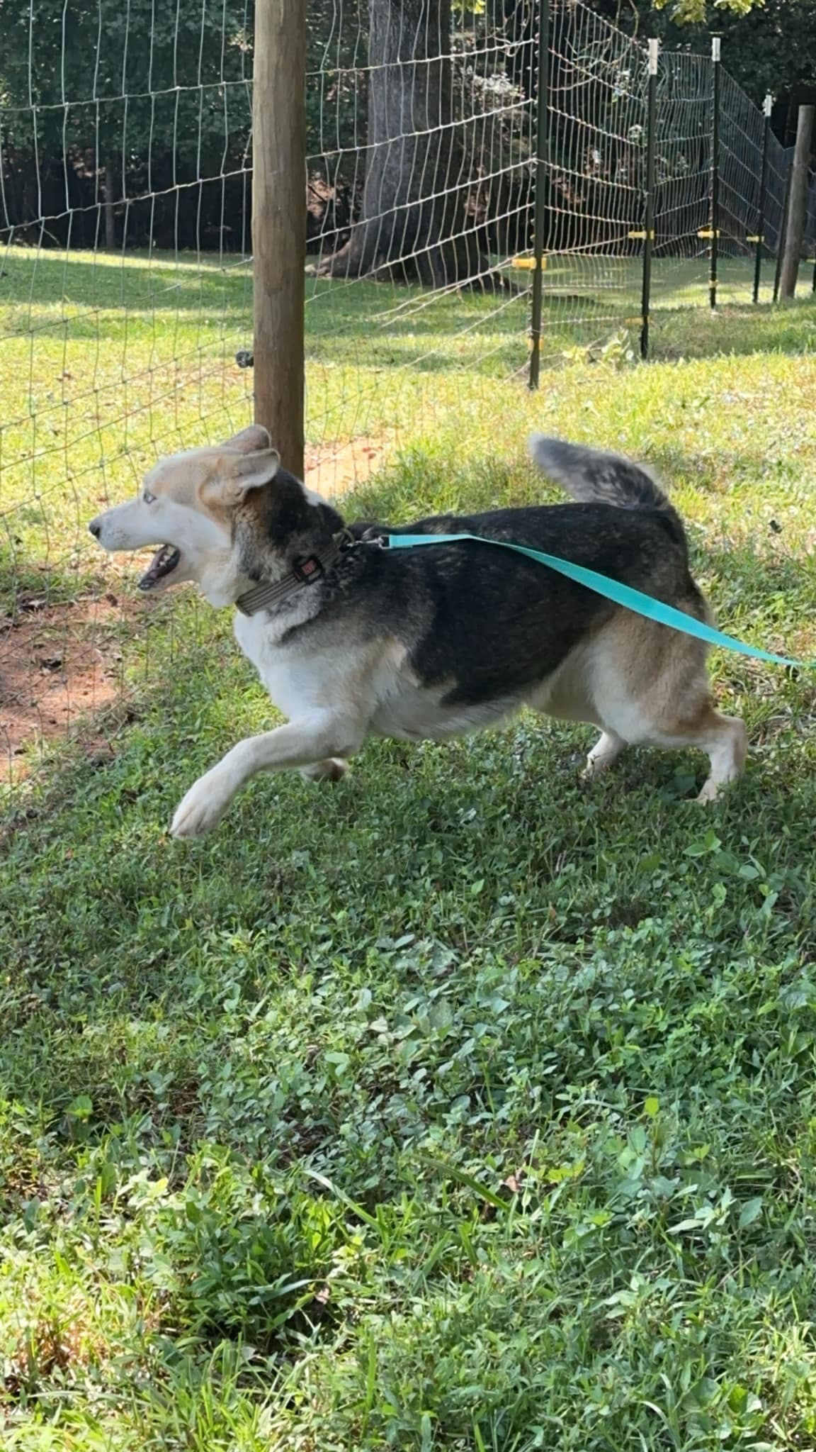 adoptable Dog in Roaring River, NC named Floppy