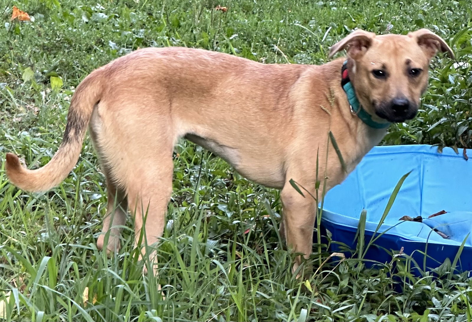 adoptable Dog in Roaring River, NC named Arbor