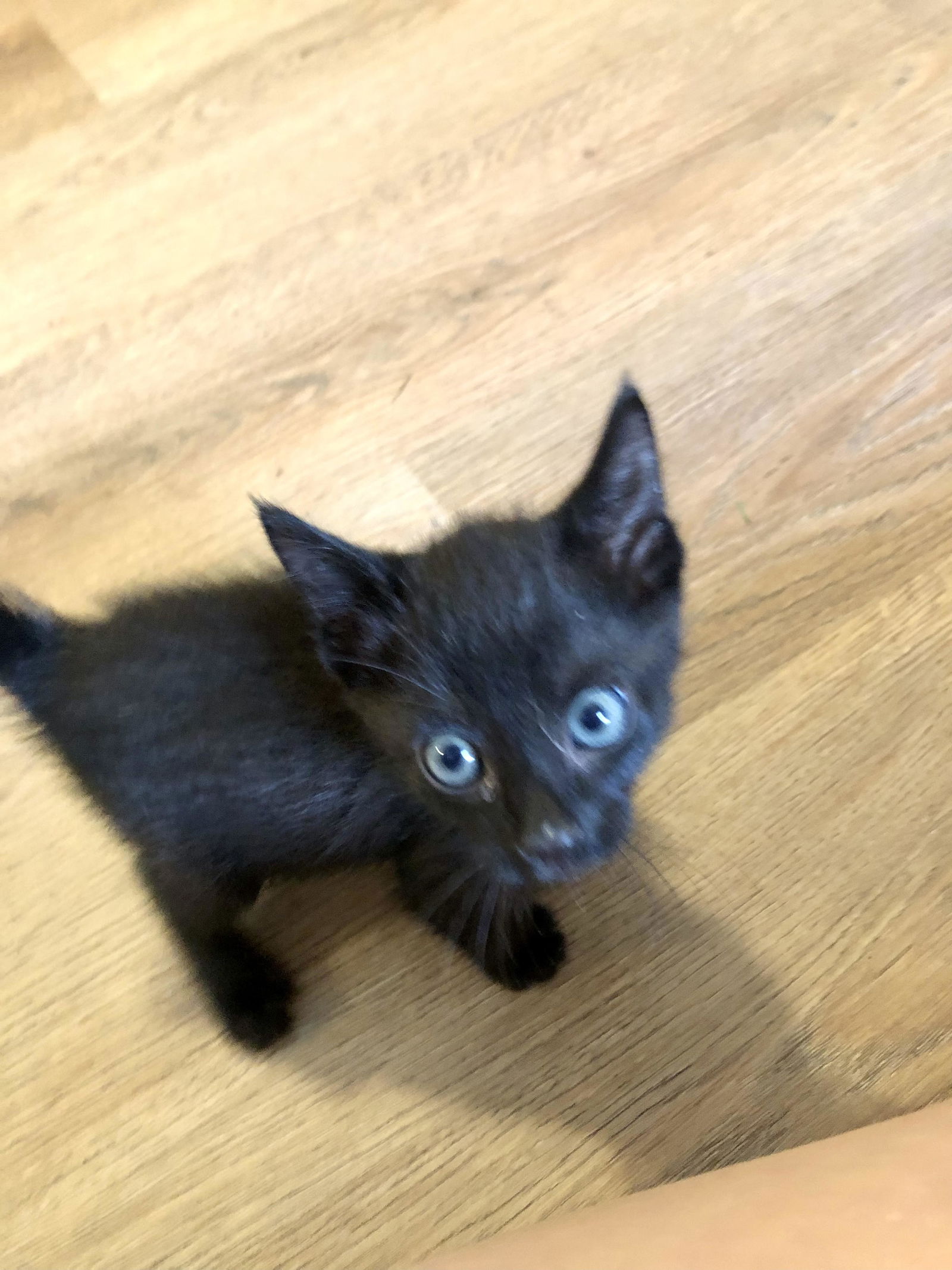 adoptable Cat in Roaring River, NC named Bagheera