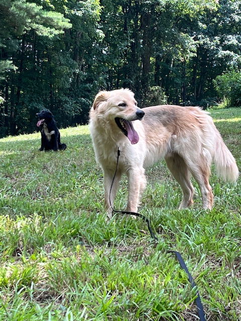 adoptable Dog in Roaring River, NC named Ralph