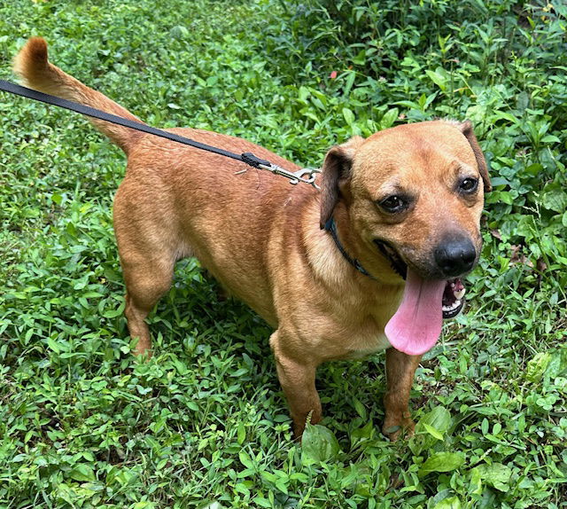 adoptable Dog in Roaring River, NC named Slinky