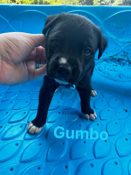 Gumbo