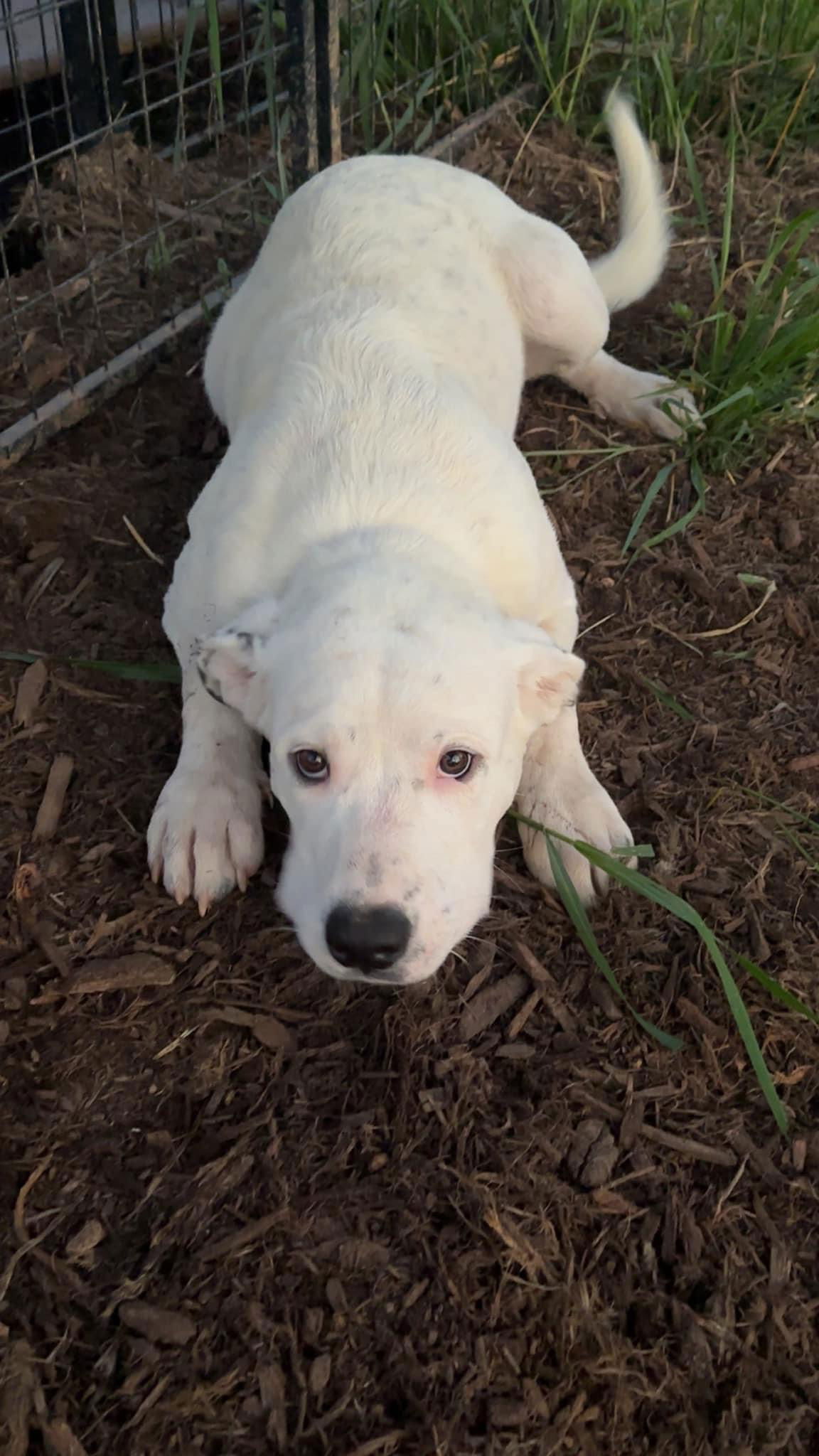 adoptable Dog in Roaring River, NC named Axel