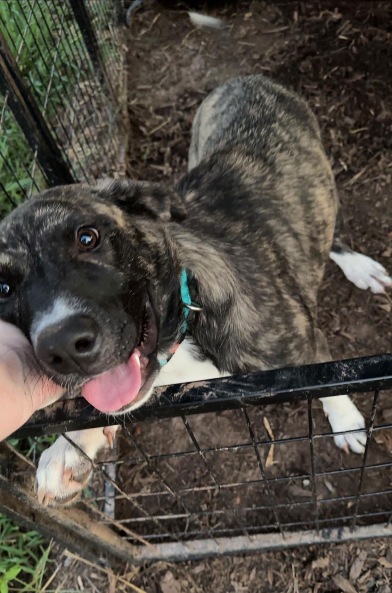 adoptable Dog in Roaring River, NC named Hazel