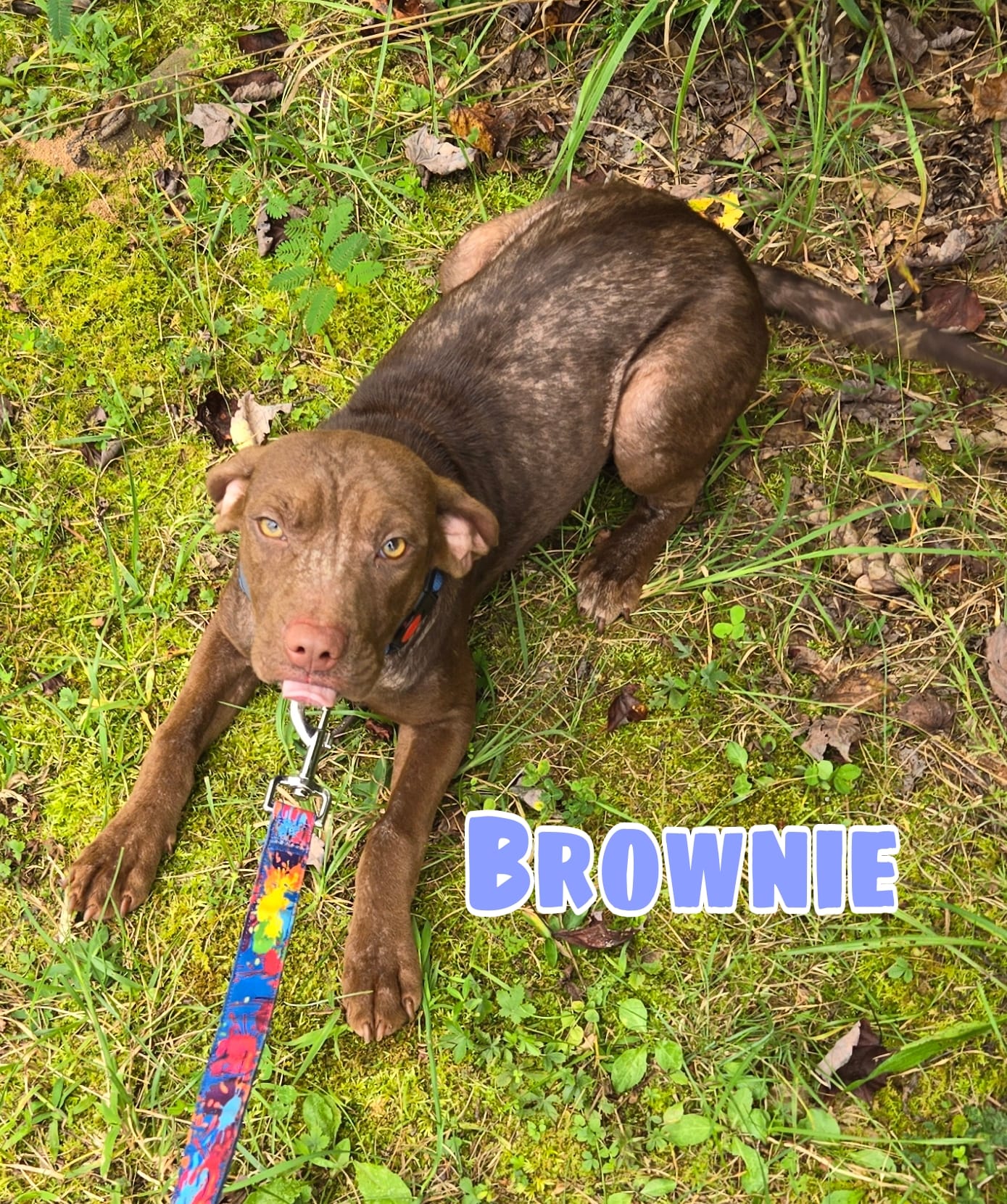 adoptable Dog in Roaring River, NC named Brownie