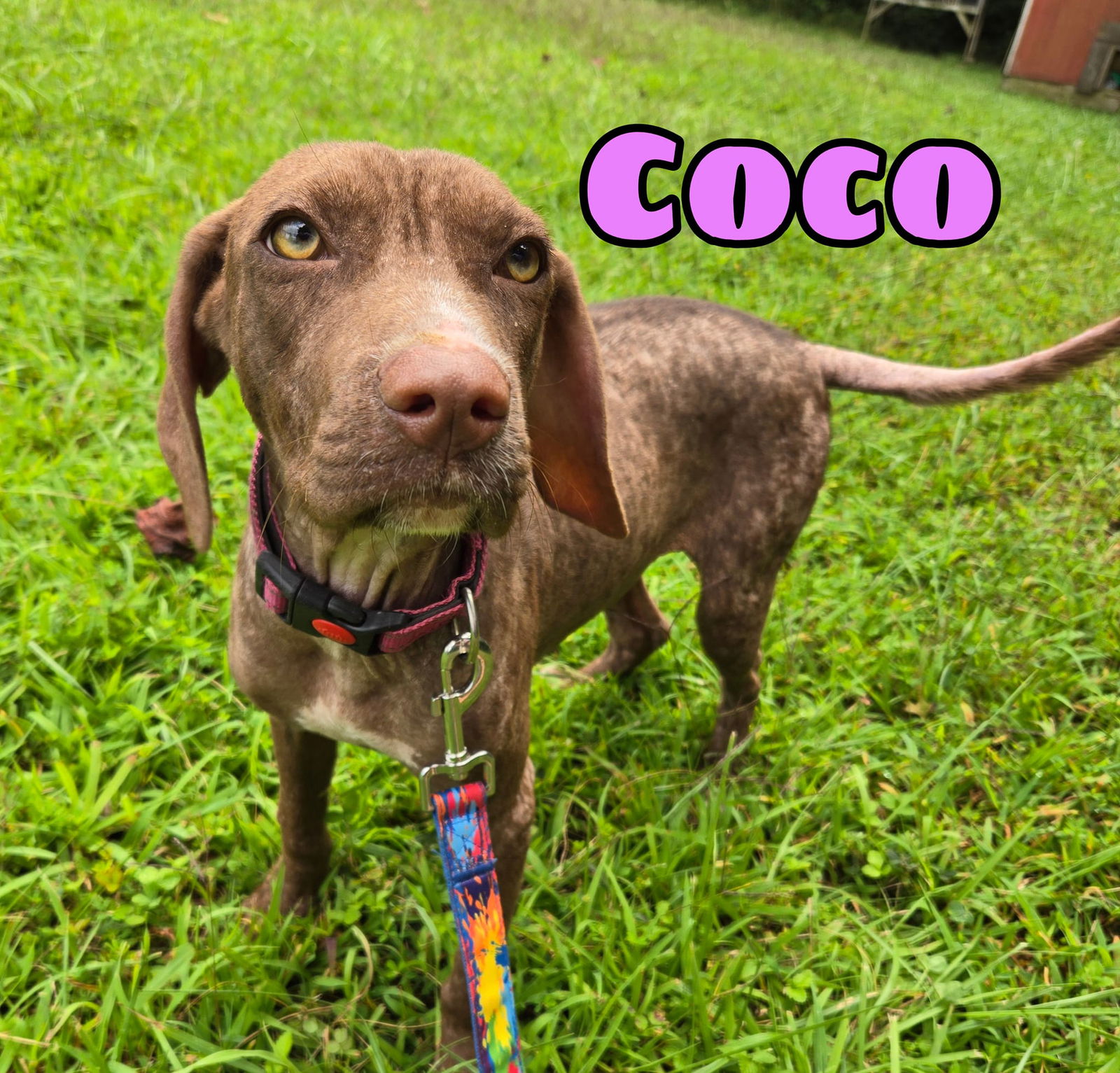 adoptable Dog in Roaring River, NC named CoCo