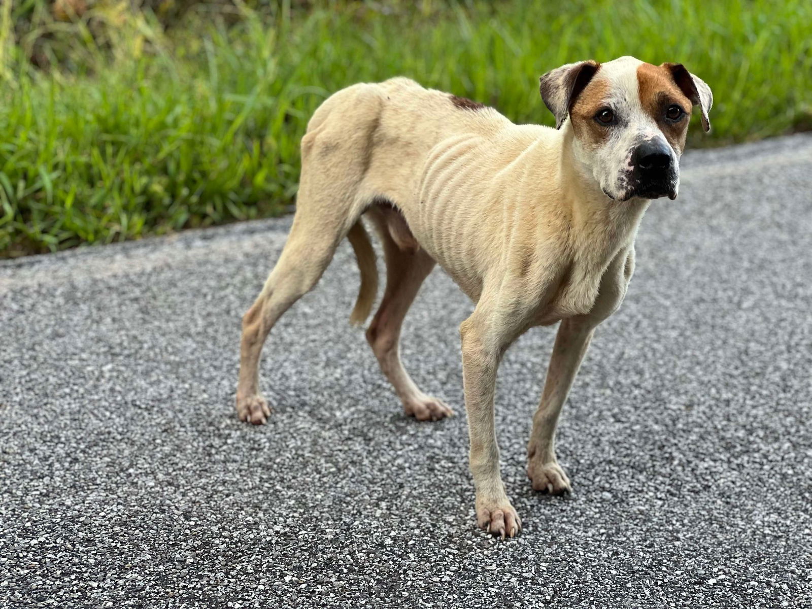 adoptable Dog in Roaring River, NC named Church