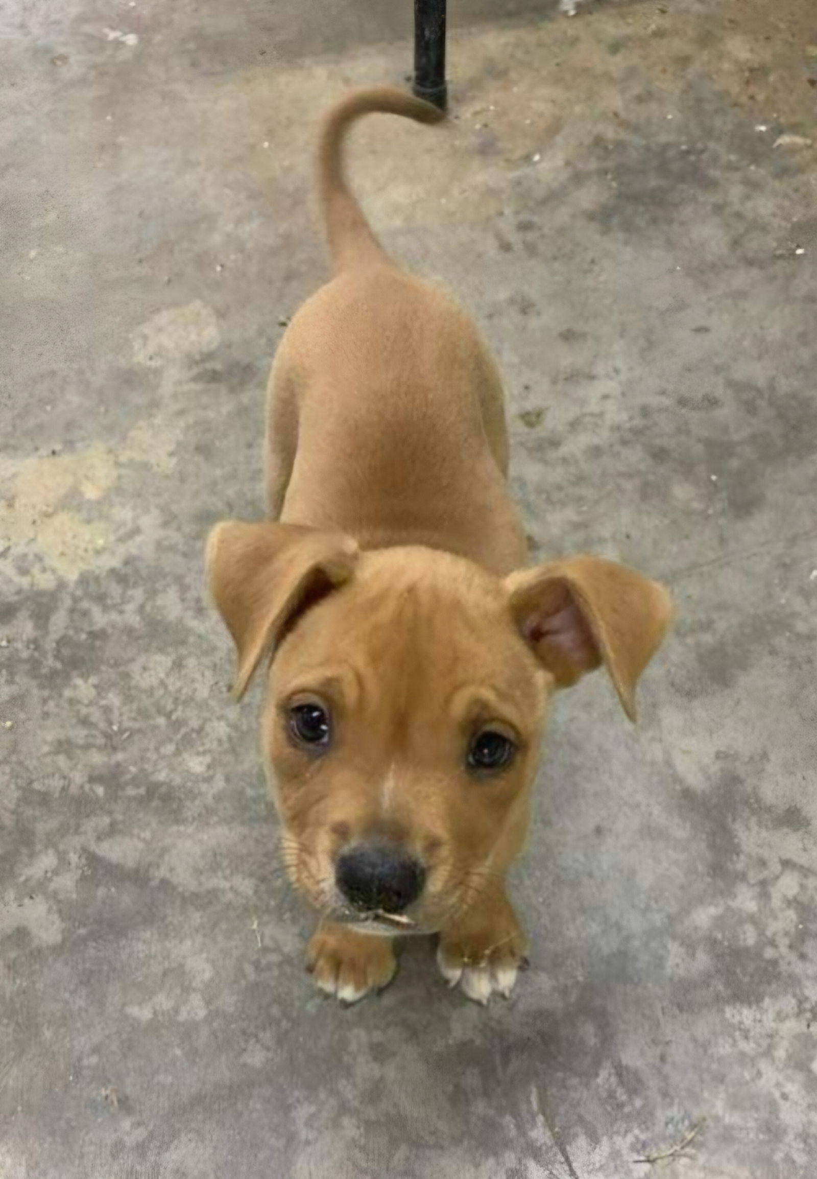 adoptable Dog in Roaring River, NC named Dozer