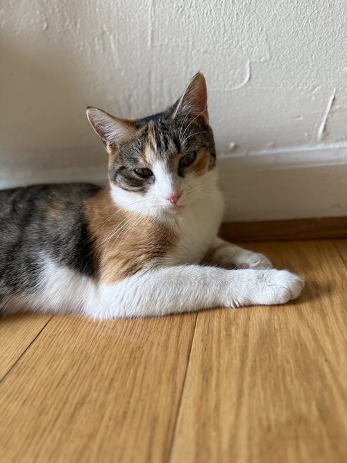 TINA - Domestic Short Hair available for adoption