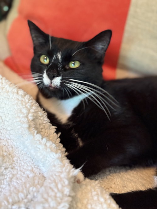 WEDNESDAY - Domestic Short Hair available for adoption