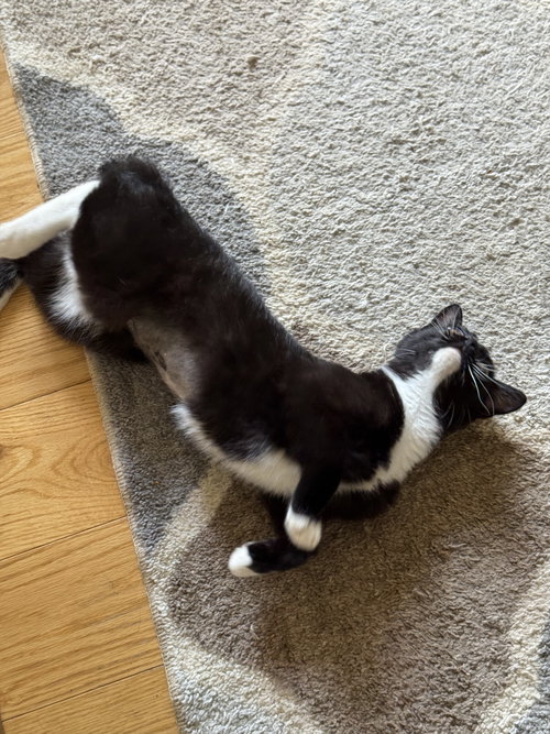 VENUS - Domestic Short Hair available for adoption