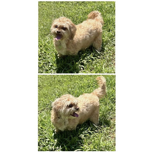 picture of the dog needing adoption