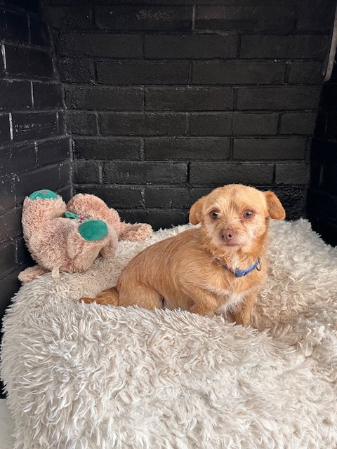 picture of the dog needing adoption