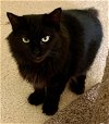 adoptable Cat in bonaire, GA named Dolly