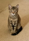 Milly