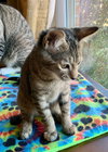 Milly