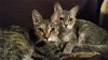 adoptable Cat in bonaire, GA named Princess & Ella