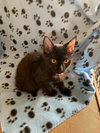 Onyx