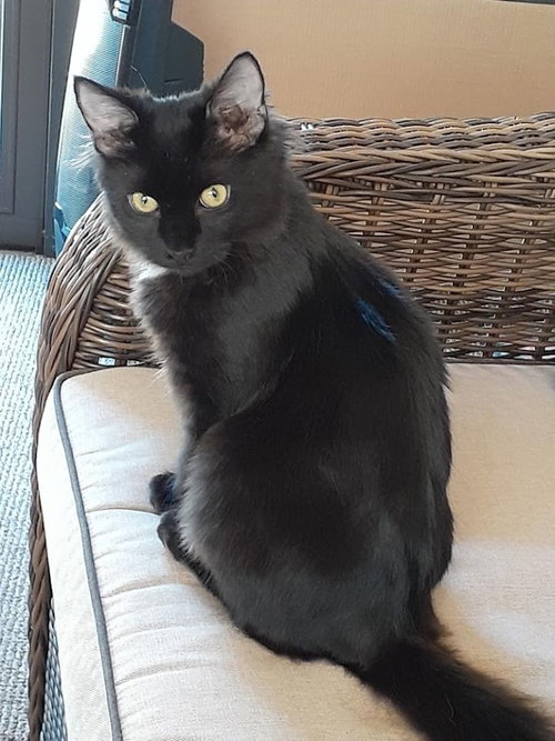 Onyx