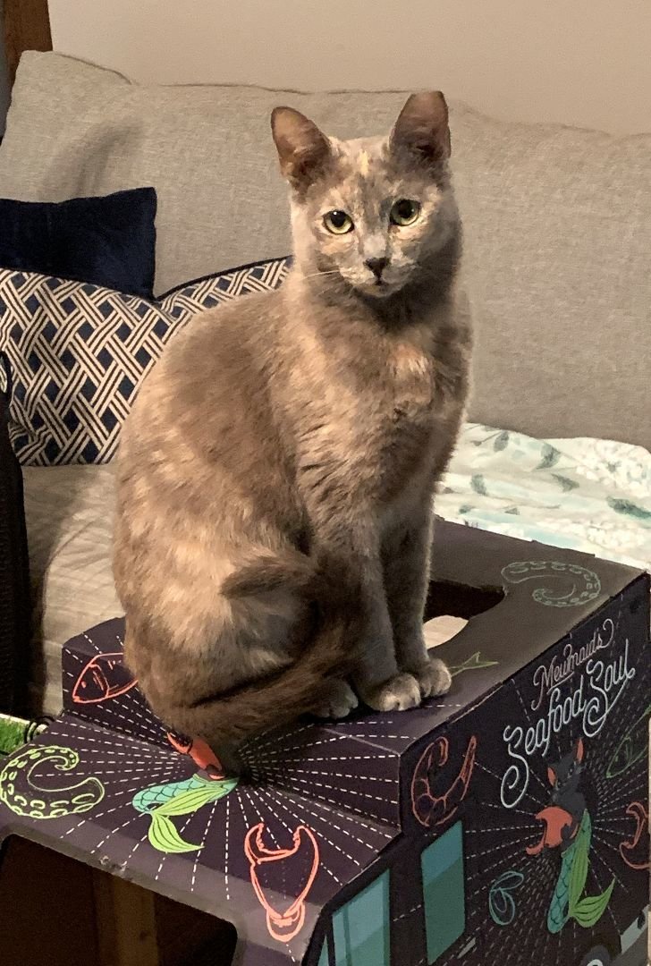 adoptable Cat in Bonaire, GA named Sasha