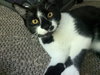 Sylvester