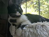 Sylvester
