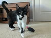 Sylvester