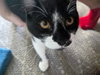Sylvester