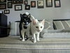 Sylvester