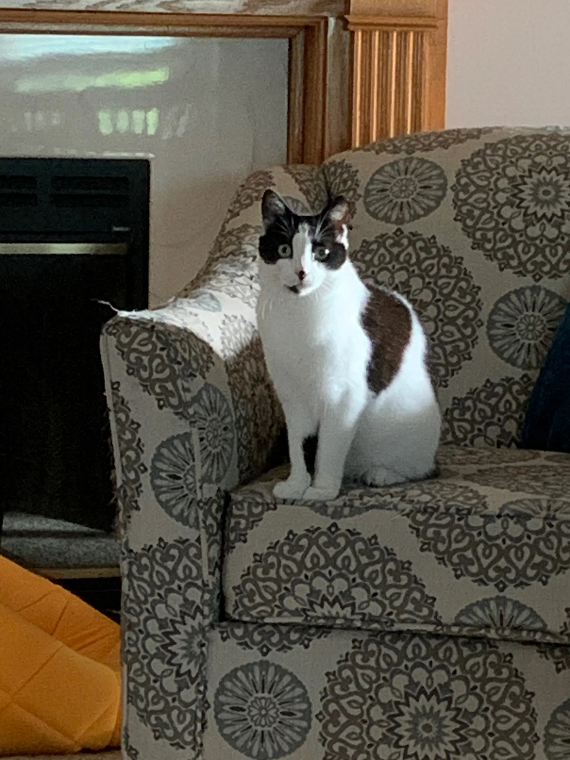 Cindy image 2