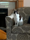 adoptable Cat in  named Cindy