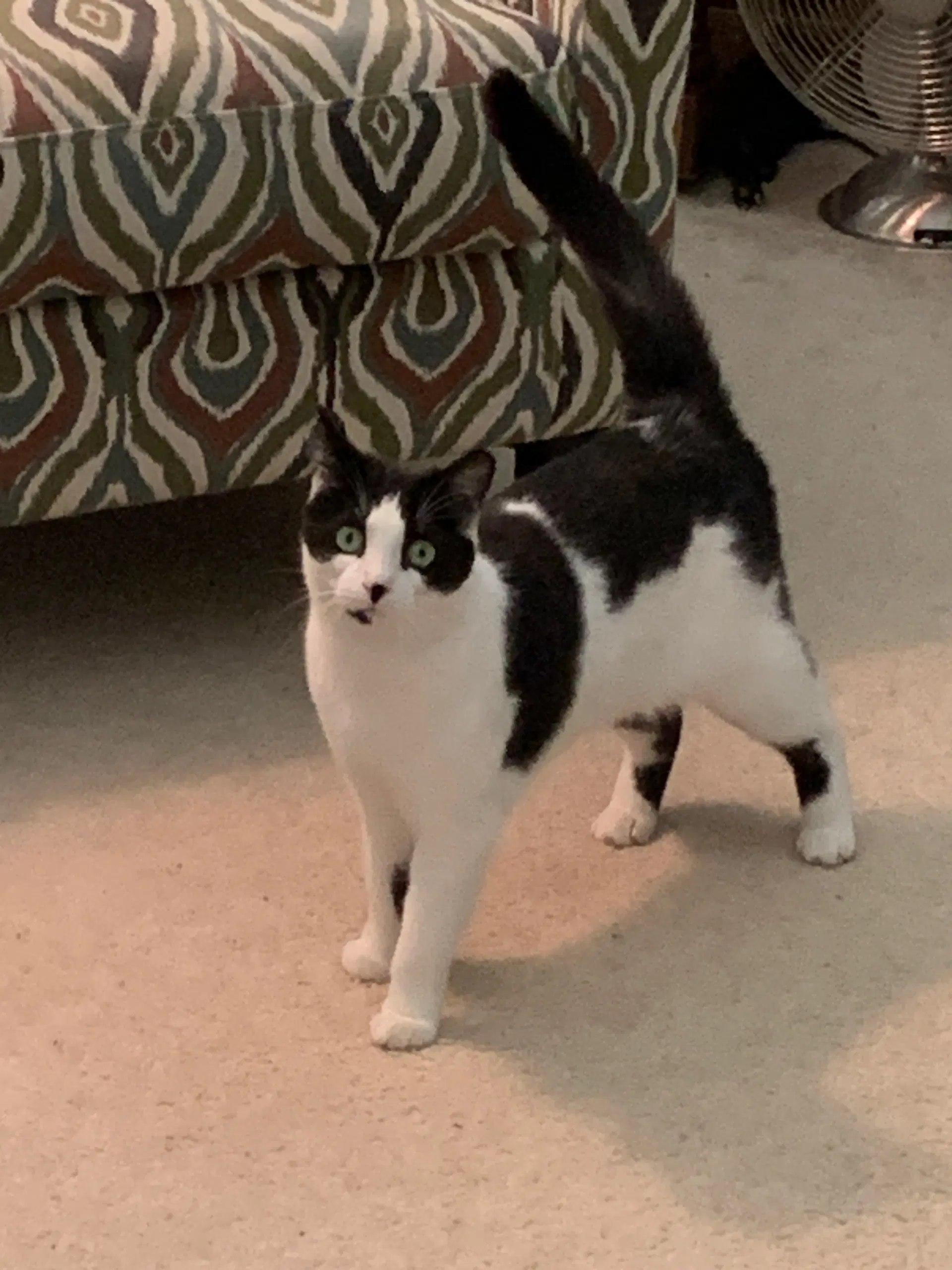 Cindy - Tuxedo