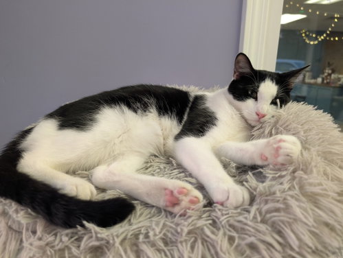 ROSS - Tuxedo available for adoption
