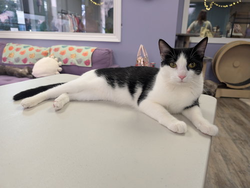 Rachel, an adoptable Tuxedo in Bonaire, GA