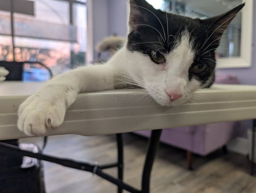 RACHEL - Tuxedo available for adoption