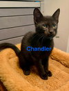 Chandler