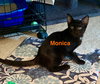 Monica
